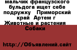 мальчик французского бульдога ищет себе подружку - Приморский край, Артем г. Животные и растения » Собаки   